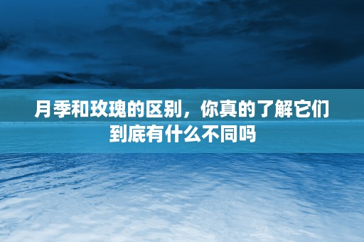 月季和玫瑰的区别，你真的了解它们到底有什么不同吗