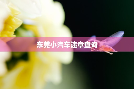 东莞小汽车违章查询