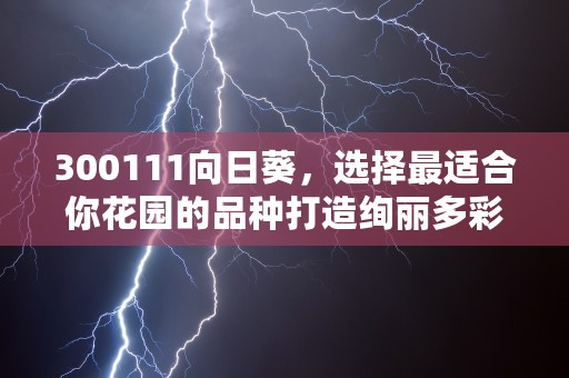 300111向日葵，选择最适合你花园的品种打造绚丽多彩的景观