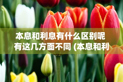 本息和利息有什么区别呢 有这几方面不同 (本息和利息有什么区别和联系)